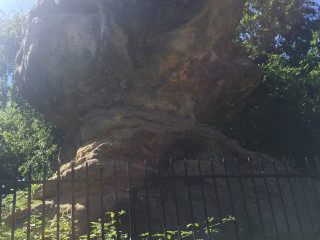 Acai Girassol Do Acupe De Brotas