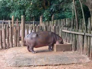 Lanchonete Quero Em Casa